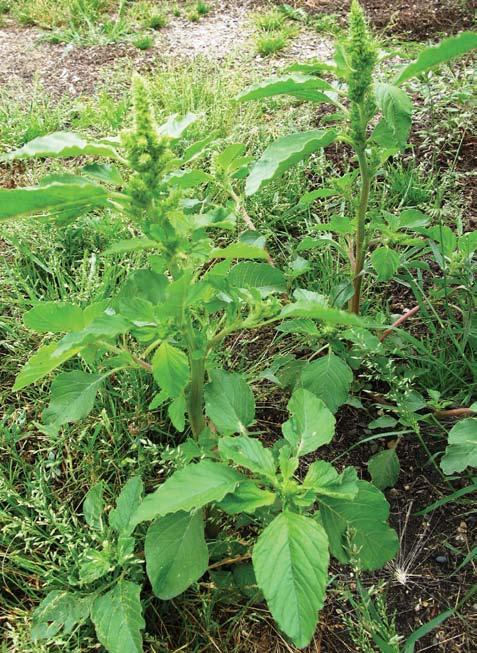 Redroot Pigweed Redroot pigweed is a common weed of cultivated fields, gardens, and waste areas. This weed has an extended germination period, grows rapidly, and has a high rate of seed production.