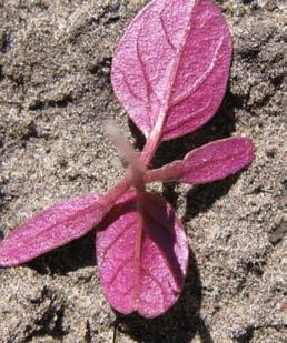 The cotyledons and first true leaves are red on the underside. The taproot and stems are also red.