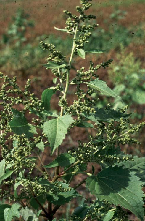 False Ragweed Also known as marsh elder, false ragweed is a robust, competitive annual weed of roadsides and waste areas that can grow up to 2 m tall.