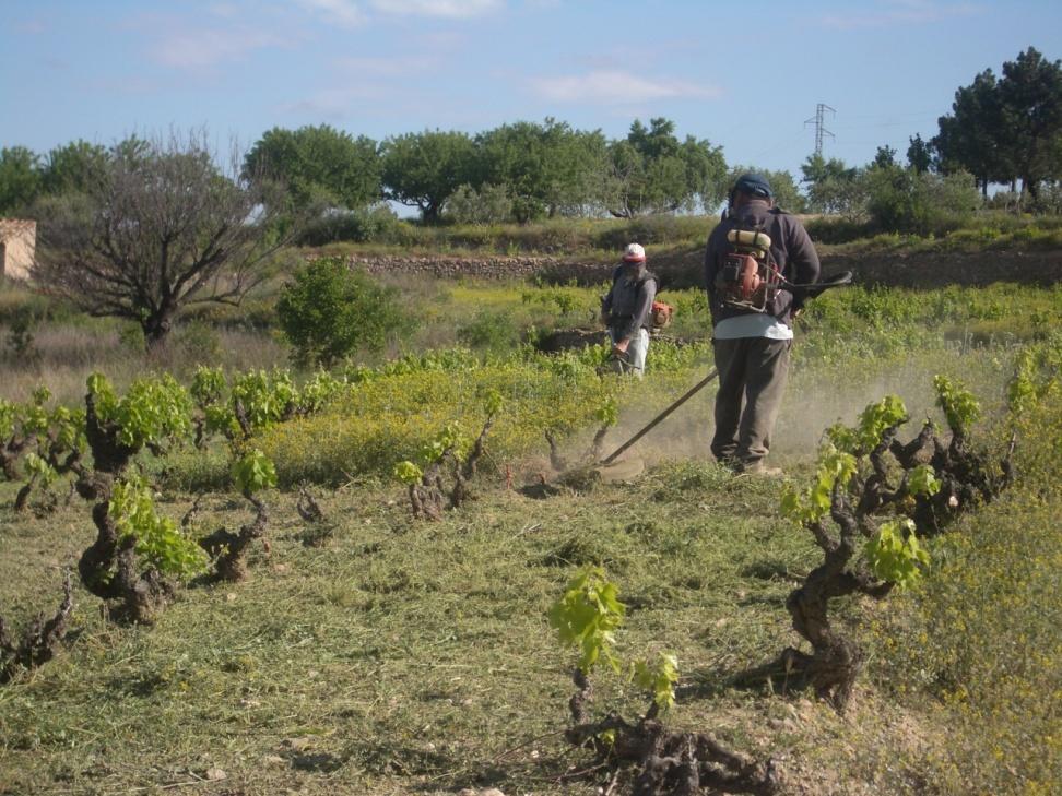 Working on the vineyard. Old vineyards were planted when vinegrowers used horse or donkey for vineyard labours.