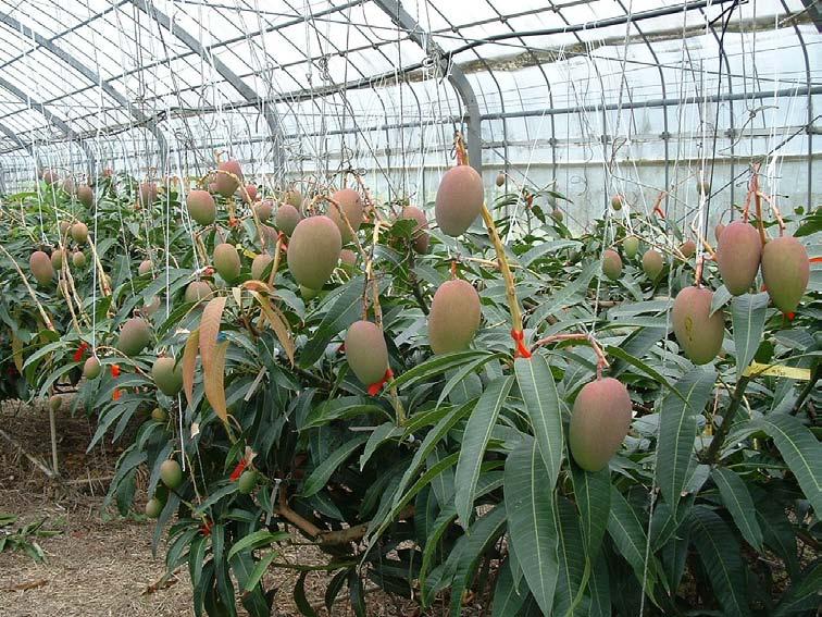 Domestic mango Irwin production in