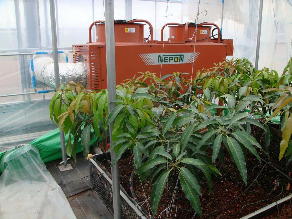Heating device is necessaries to grow mango in Japan except Okinawa