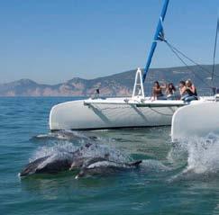 MOST POPULAR ACTIVITIES Dolphin Watching Dolphin Watching Arrábida Come and see the most intelligent mammals in the world on a modern