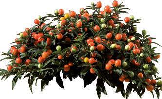 fruits Compact growing,