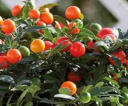 Solanum pseudocapsicum Saturn
