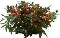 Mandarin Vigorous plant habit