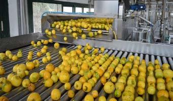lemon Grown from Palermo to Messina and down to Catania, varieties are Femminello and Monachello and processors are now starting to build