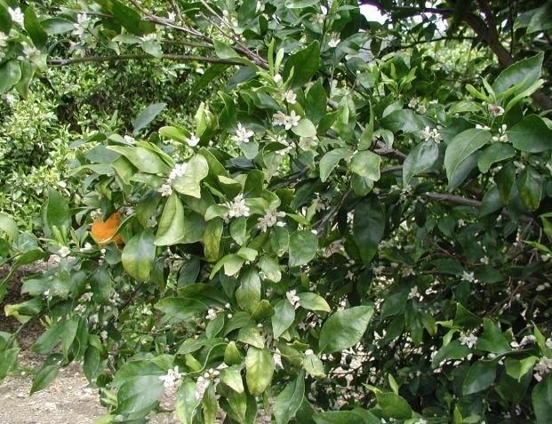 Fig. 1. Typical flowering after the off year (left) for Valencia citrus with many flowers and new vegetative shoots.