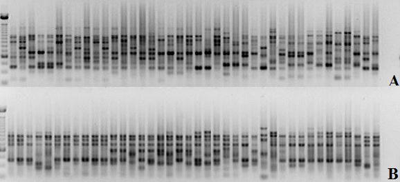 A.F. da Costa et al. 6 Figure 1. Electrophoretic analysis of the amplification products of genomic DNA from 40 vine genotypes using the OPI 07 (1a) and OPI14 (1b) primers.