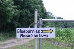 U-Pick and Small Market Blueberry Cultivars for Mississippi S.J.