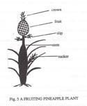Trimmed, weighed Better roots than slips Fresh pineapples marketed with crowns ropagation - Slips Rudimentary