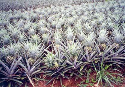 ost Harvest - Storage artially ripe 50-55 o F Ripe pineapples 45 o F RH