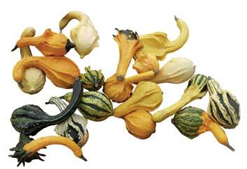 leading variety among the flat-round, dark green, smaller edible squash types the flesh is