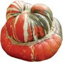 pumpkin contests: you can produce huge, orange-red fruits by leaving only one fruit per