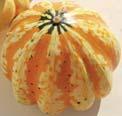 13 502 PUP) (Cucurbita moschata) bell-shaped, pale yellow-coloured musky gourd fruit flesh