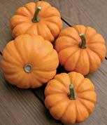 KANKAKEE mixture of small-fruited ornamental squashes of very