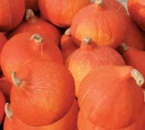 preservation; fruits for the fresh market are harvested when diameter is maximum 7 cm UCHIKI KURI this Hokkaido type with orange-red skin is