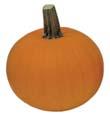 squash with a very strong, dark fruit stem excellently suitable for autumn