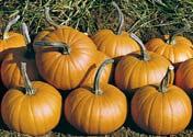 large-fruited Halloween squash intensely orange coloured fruits with