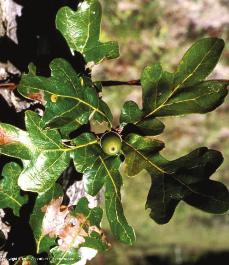 Quercus stellata Post Oak Height: 30-70 feet Diameter: 1-2 feet Leaves: 3.