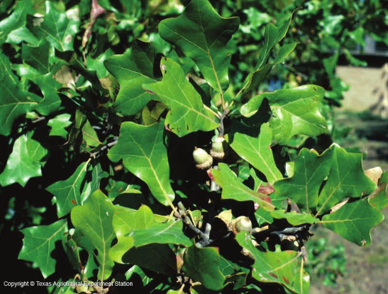 Quercus marilandica Blackjack Oak Height: more than 50 feet Canopy