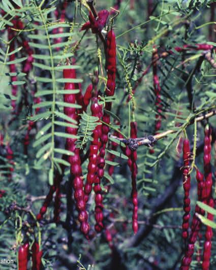 Prosopis glandulosa Mesquite Height: 20 feet Diameter: 1 feet Leaves: 3-8 inches Bark: dark brown; rough, thick,