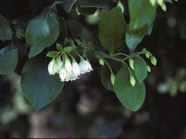 Vaccinium arboreum Farkleberry Height: up to 30 feet Width: canopy to 40 feet Flower:
