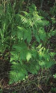 Pteridium aquilinum Bracken Fern Coarse plant with slender, woody, branching,
