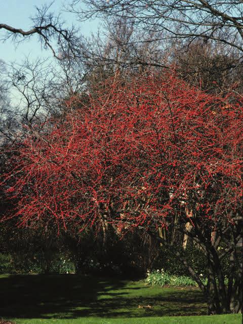Flowers: inconspicuous Fruit: red berries on female trees Moist soils along streams and in swamps.