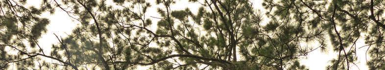 Pinus taeda Loblolly Pine Height: 80-100