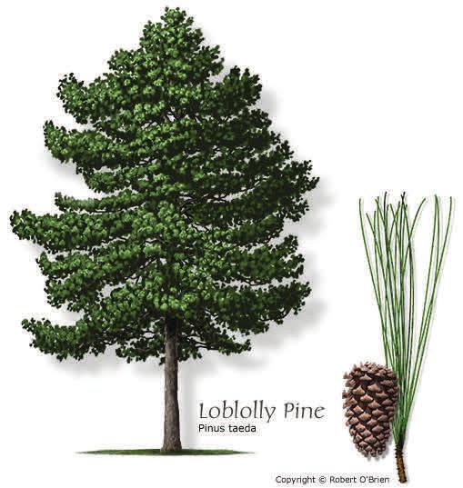 pines, it is extensively cultivated in