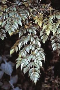 Melia azedarach Chinaberry Invasive Height: 40 feet Diameter: 1 foot Leaves: 8-18 inches Bark: dark