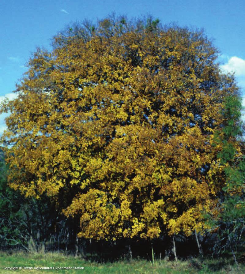 Ulmus crassifolia Cedar Elm Height: 50-70 feet Canopy diameter: 40-60 feet Leaves: rough-textured