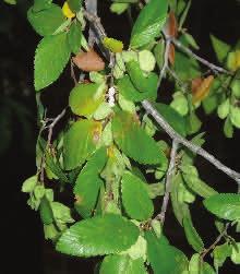 It is the most widespread native Texas elm and the only one that flowers and sets seed in the fall.