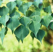 Chinese Tallow This invasive tree has been planted for its poplar-like leaves that turn red and