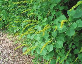 Unfortunately, it has been squeezing out native plants, and is difficult to eradicate once