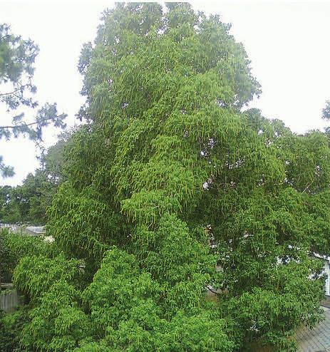 A rapidly growing hardy weed tree that often forms thickets, it is considered a noxious plant in the