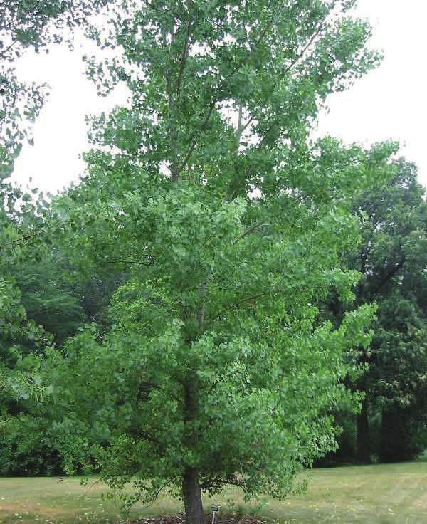 Populus deltoides Eastern Cottonwood Height: 100 feet Diameter: 3-4 feet Leaves: 3-7