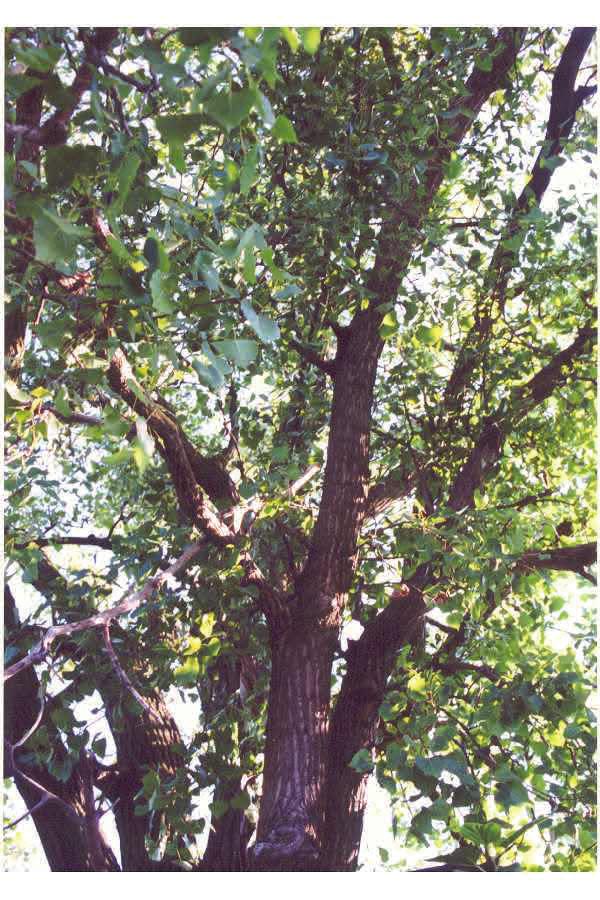 Although short-lived, it is one of the fastestgrowing native trees; on favorable sites