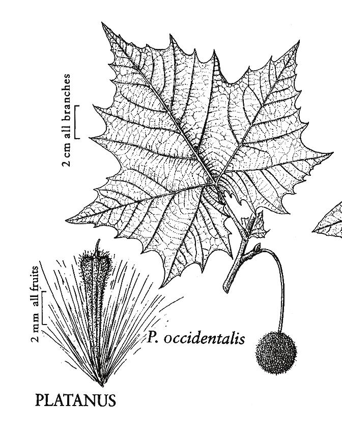 scaly ridges. Flowers: tiny; greenish; in 1-2 ball-like drooping clusters; male and female clusters on separate twigs.
