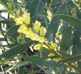 Acacia longifolia subsp. sophorae (Mimosaceae) Coast Wattle Size: Large bushy spreading shrub to 5m. Flowering: July - October.