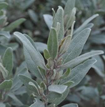 Atriplex cinerea (Chenopodiaceae) Coast Saltbush Size: Fast growing dense shrub to 1.5m. Flowering: August-January.