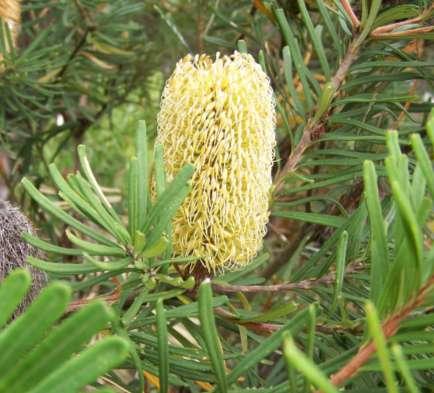 Banksia marginata (Proteaceae) Silver Banksia Size: Shrub or tree to 7m.