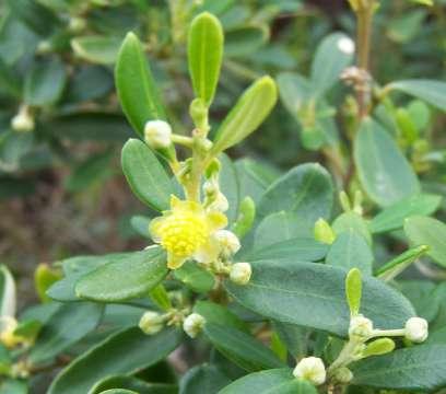 Beyeria leschenaultii (Euphorbiaceae) Pale Turpentine Bush Size: 1-2.5m. Flowering: September-December.