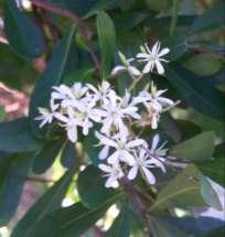 Description: Flowers are creamy and fragrant in pyramidal panicles. Seed appear in thin purse-like dry capsules.