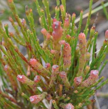 Exocarpos syrticola (Santalaceae) Coast Ballart Conservation Status: r. Size: Erect shrub 1-2m.
