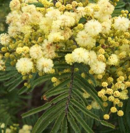 Acacia mearnsii (Mimosaceae) Black Wattle Size: Fast growing open tree 5-15m.