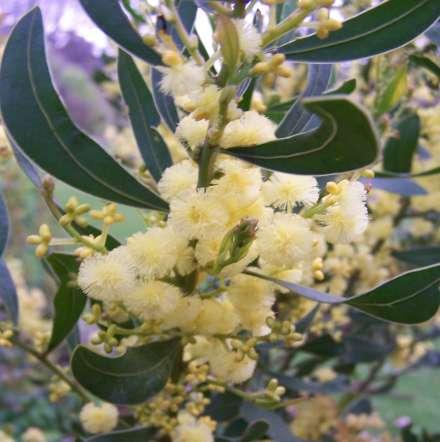Acacia myrtifolia (Mimosaceae) Myrtle Wattle Size: Erect shrub 0.5-2m. Flowering: June-October.
