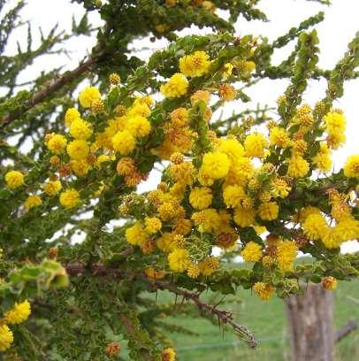 Acacia paradoxa (Mimosaceae) Hedge Wattle Size: 2-4m. Flowering: August-November.