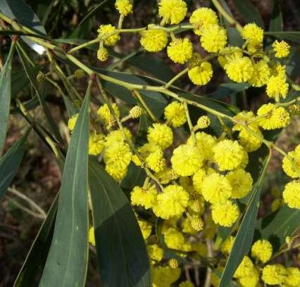 Acacia pycnantha (Mimosaceae) Golden Wattle Size: Fast growing small tree 3-8m. Flowering: July-October. Habitat: Common in Victoria mainly in open eucalypt forest, often on dry shallow soils.